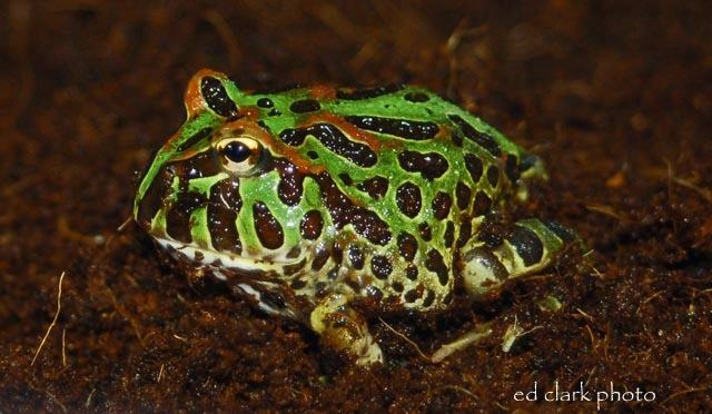026 - Ceratophrys ornata.jpg